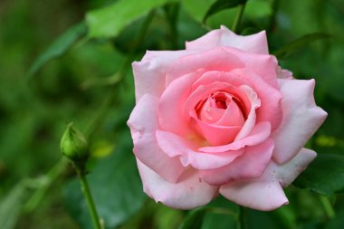 bahçede güzel pembe gül yakın 