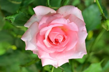 bahçede güzel pembe gül yakın 