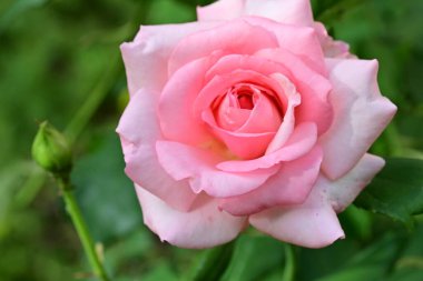 bahçede güzel pembe gül yakın 