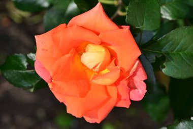 Bahçede açan güzel gül çiçeği, yakın.             