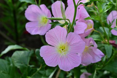 Doğadaki pembe çiçeği kapat.