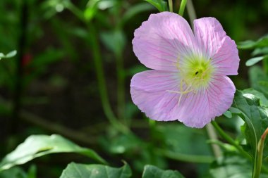 Bahçedeki güzel bir çiçeğin seçici odağı