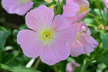 Bahçede güzel çiçek closeup