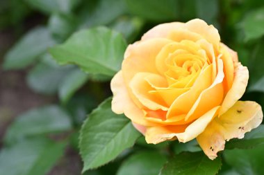 Bahçede açan güzel gül çiçeği, yakın.             