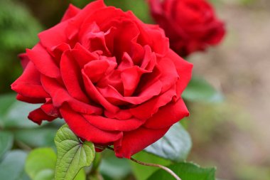 Bahçede açan güzel gül çiçekleri, yakın.             