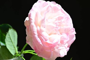 bahçede güzel pembe gül yakın 