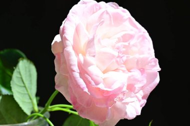 bahçede güzel pembe gül yakın 