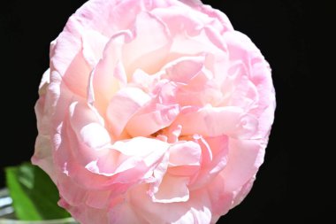 bahçede güzel pembe gül yakın 