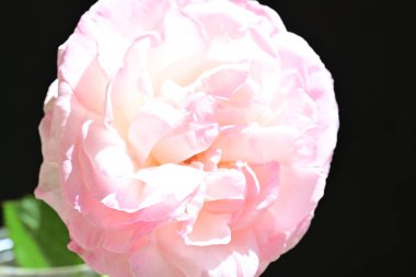 bahçede güzel pembe gül yakın 