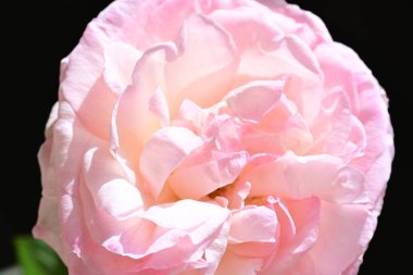 bahçede güzel pembe gül yakın 