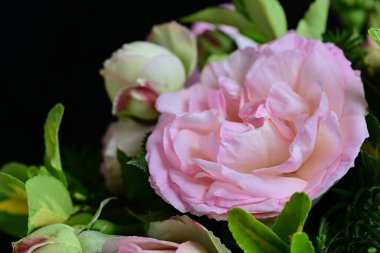 Çiçek açan gül çalılarının sakin varlığı