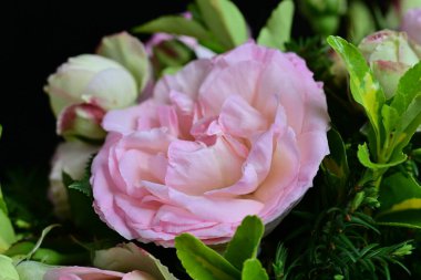 Çiçek açan gül çalılarının sakin varlığı