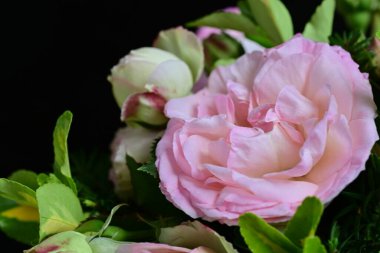 Sabah erkenden gül çalısı manzarası