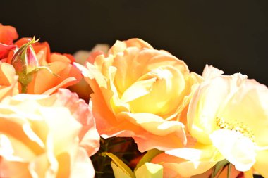 Bahçenin arka planında güzel turuncu güller