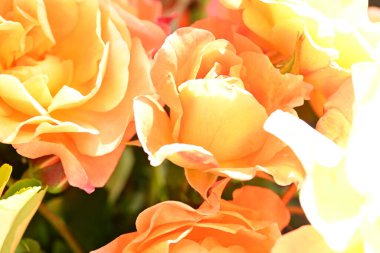 Bahçenin arka planında güzel turuncu güller