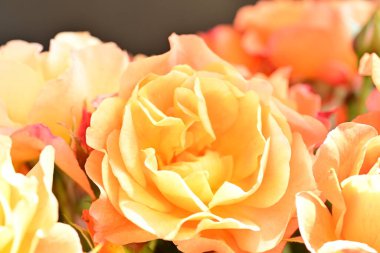 Bahçenin arka planında güzel turuncu güller