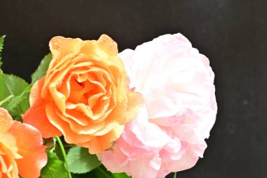 Bahçenin arka planında güzel turuncu güller