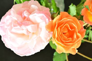 Bahçenin arka planında güzel turuncu güller