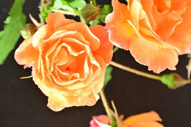 Bahçenin arka planında güzel turuncu güller