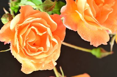 Stüdyonun arka planında açan güzel pembe güller.