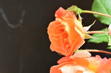 Stüdyonun arka planında açan güzel pembe güller.