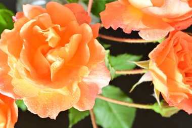 Stüdyonun arka planında açan güzel pembe güller.