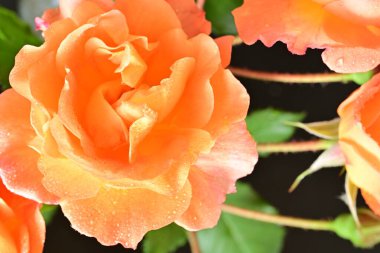 Stüdyonun arka planında açan güzel pembe güller.