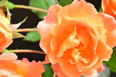 Bahçenin arka planında güzel turuncu güller