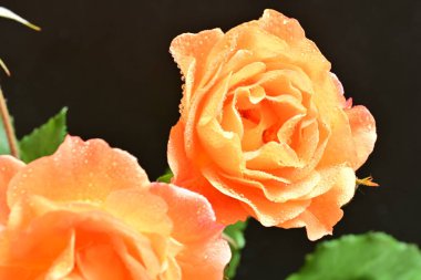 Stüdyonun arka planında açan güzel pembe güller.