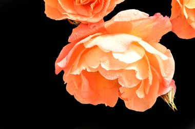 Stüdyonun arka planında açan güzel pembe güller.