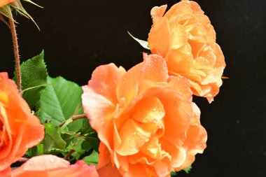 Stüdyonun arka planında açan güzel pembe güller.