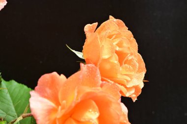 Stüdyonun arka planında açan güzel pembe güller.