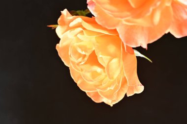 Stüdyonun arka planında açan güzel pembe güller.