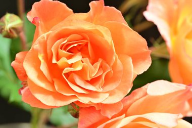 Stüdyonun arka planında açan güzel pembe güller.