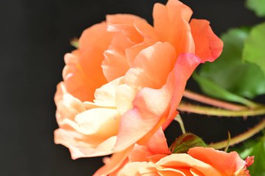 Stüdyonun arka planında açan güzel pembe güller.