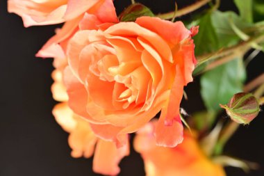 Stüdyonun arka planında açan güzel pembe güller.