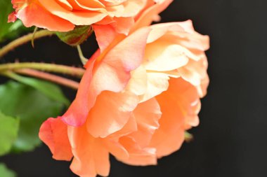 Stüdyonun arka planında açan güzel pembe güller.