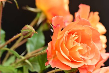 Bahçenin arka planında güzel turuncu güller