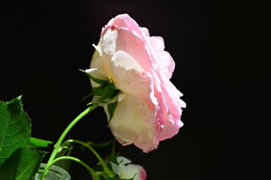 bahçede güzel pembe gül yakın 