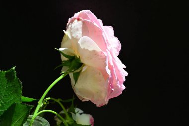 bahçede güzel pembe gül yakın 