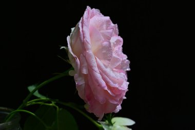 bahçede güzel pembe gül yakın 