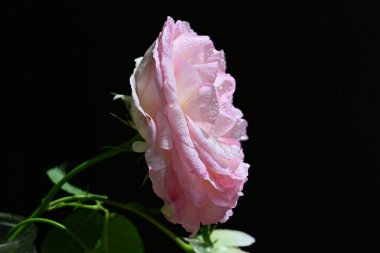 bahçede güzel pembe gül yakın 