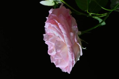 bahçede güzel pembe gül yakın 