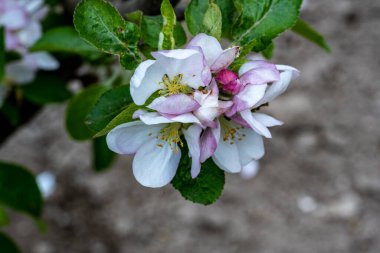 İlkbaharda elma çiçeği, elma ağacı çiçeği