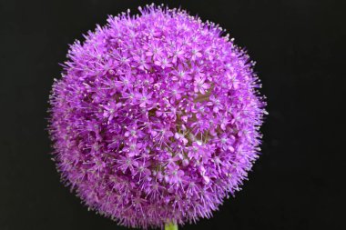 Allium Giganteum. Dev mor tütsülenmiş çiçek.  