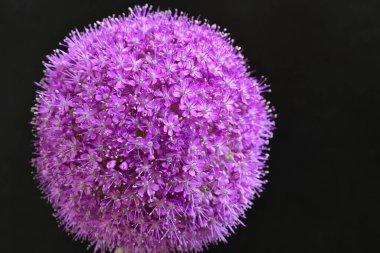 Allium Giganteum. Dev mor tütsülenmiş çiçek.  