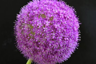 Allium Giganteum. Dev mor tütsülenmiş çiçek.  