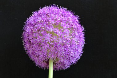 Allium Giganteum. Dev mor tütsülenmiş çiçek.  