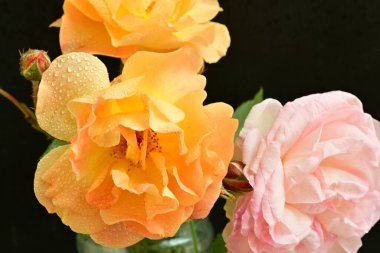 Koyu arkaplanda güzel turuncu güller. 