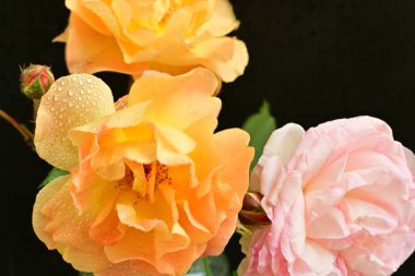 Koyu arkaplanda güzel turuncu güller. 